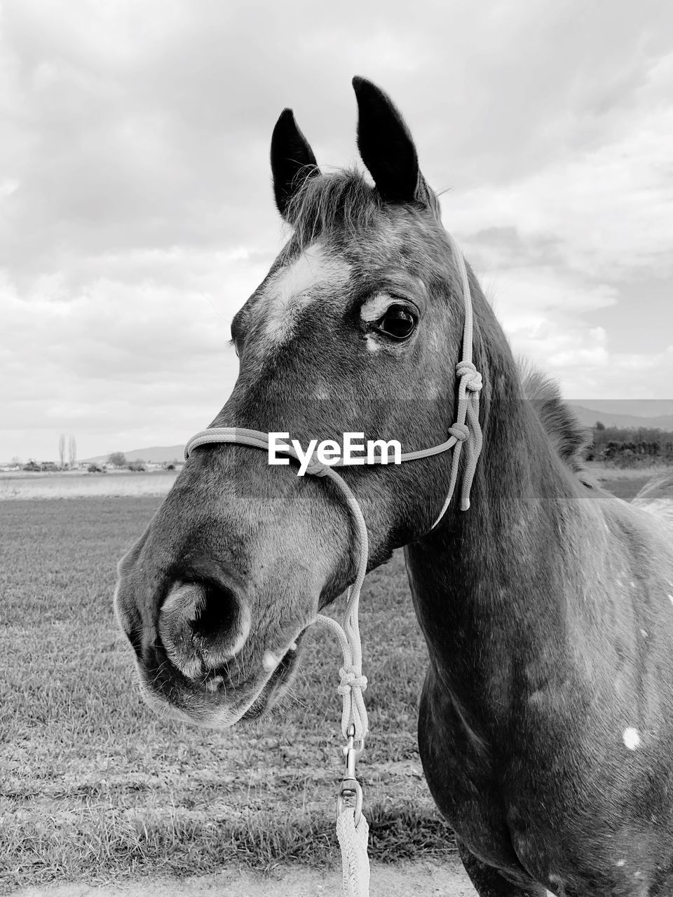 Horse in field 