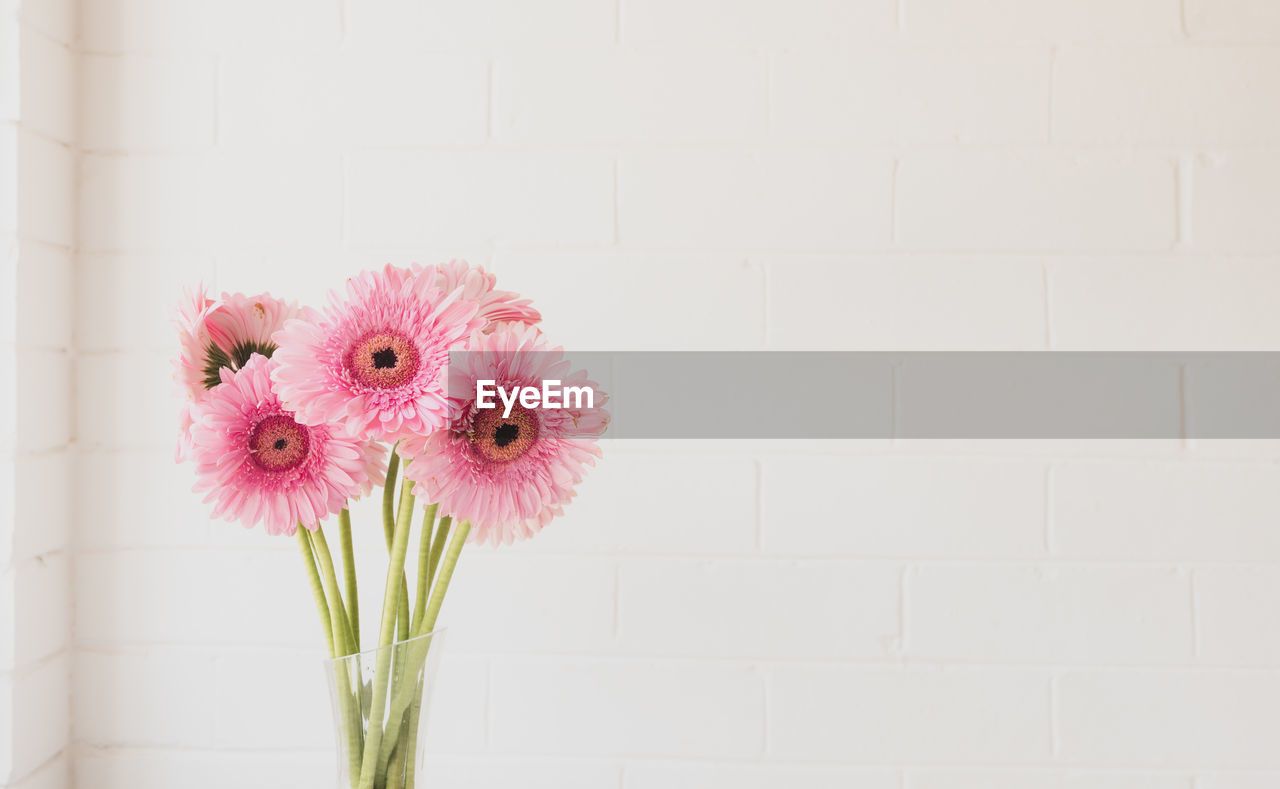 Closeup of pink gerberas in glass vase against white brick wall 