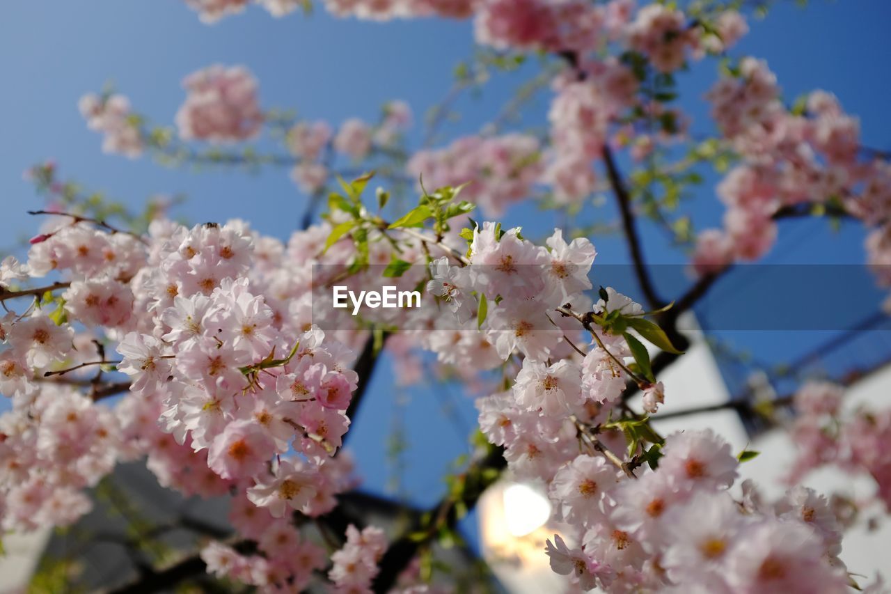 CHERRY BLOSSOMS IN SPRING