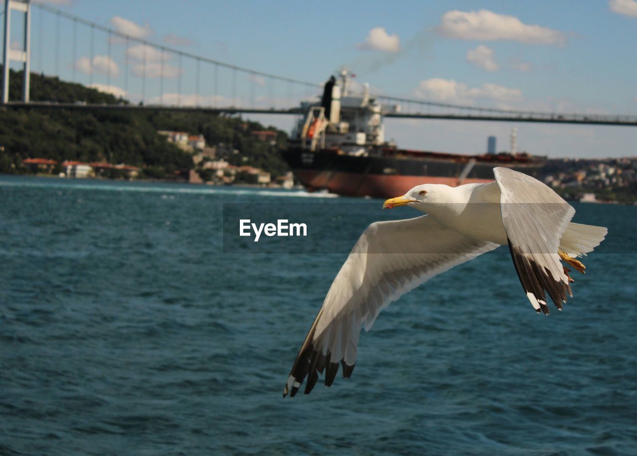 SEAGULL FLYING ABOVE SEA