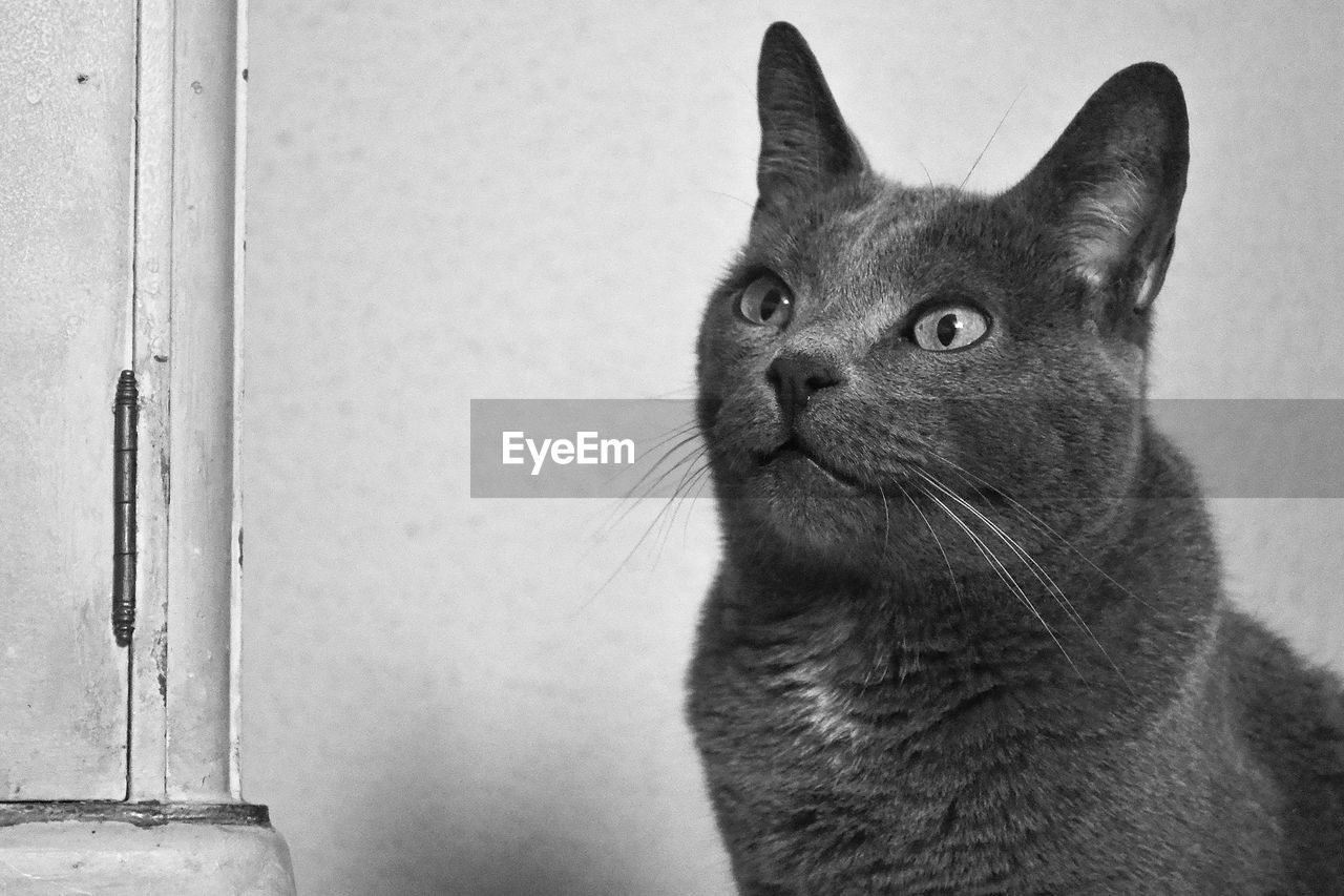 Close-up of cat looking away against wall