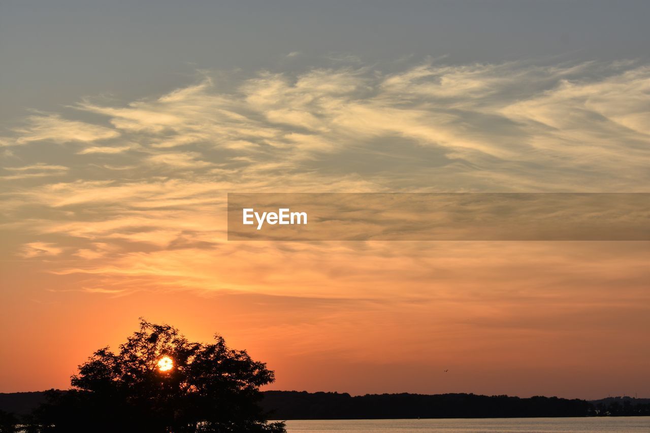 LOW ANGLE VIEW OF SILHOUETTE TREES AGAINST ORANGE SKY