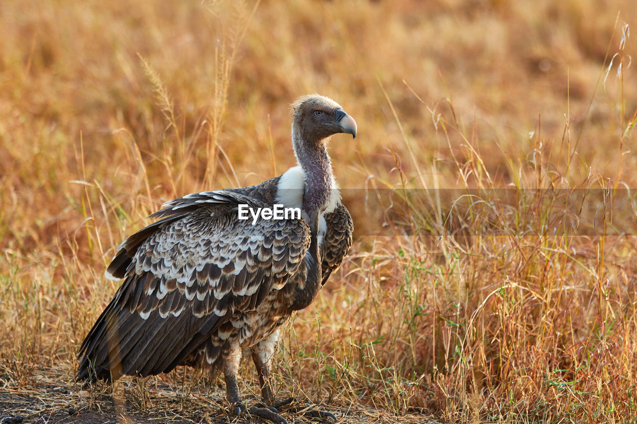 Close-up of a white backed vulture