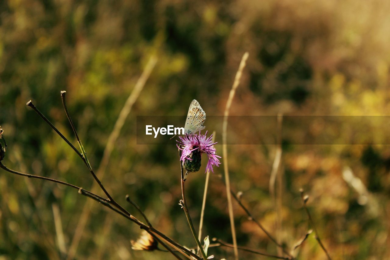 Close-up of purple flowering plant on field