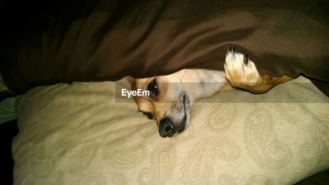 DOG RESTING ON SOFA