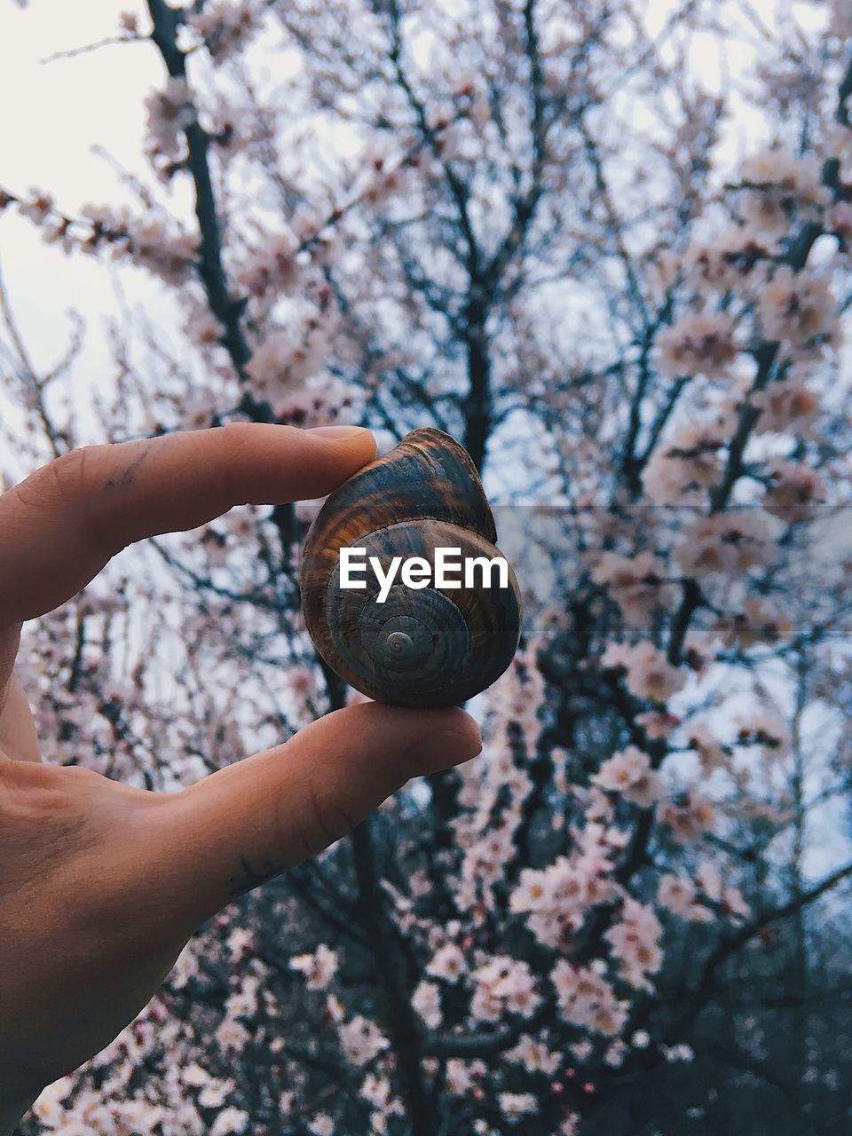 CLOSE-UP OF PERSON HAND HOLDING SNAIL ON TREE