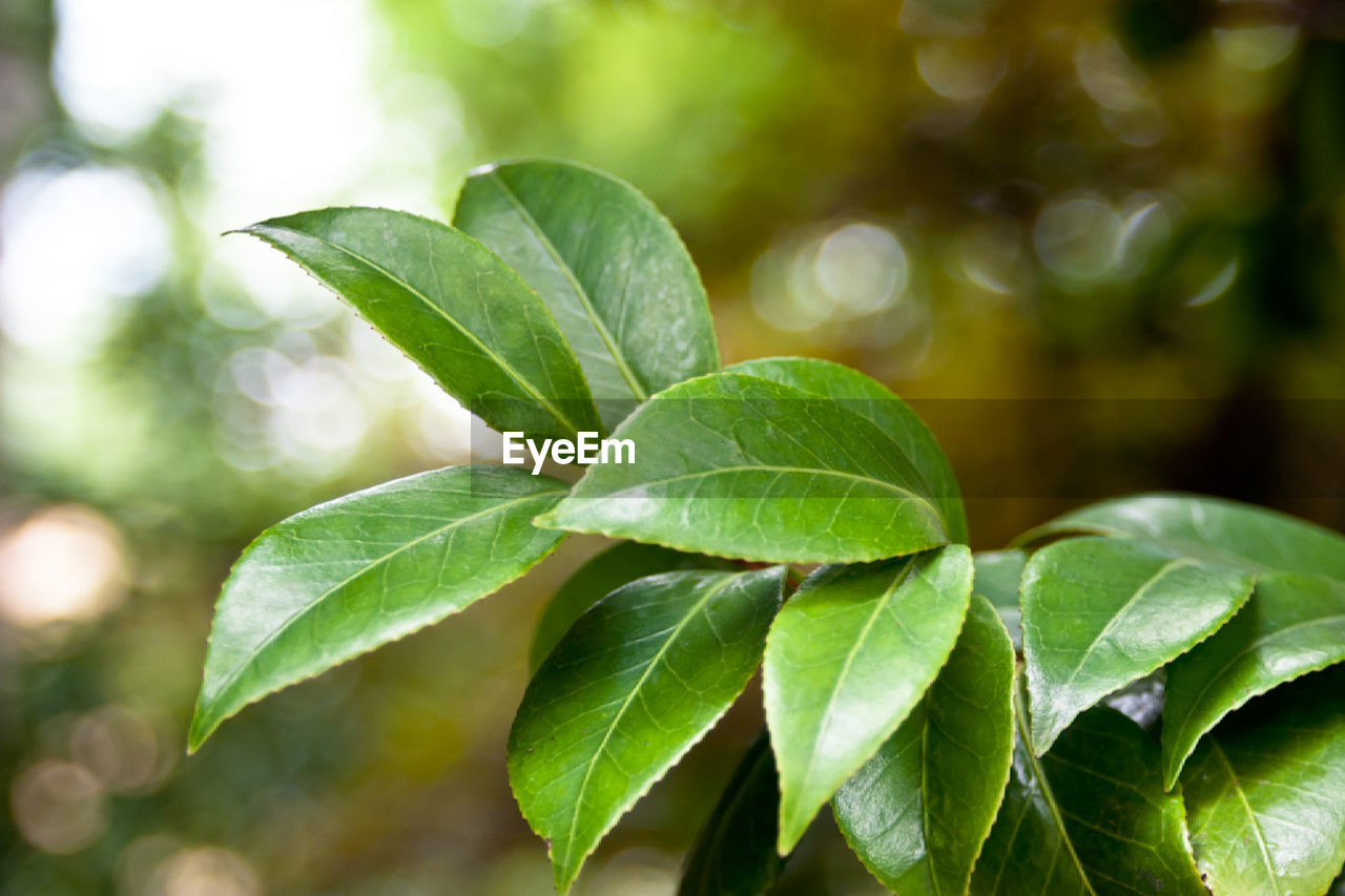 Close-up of green leaves