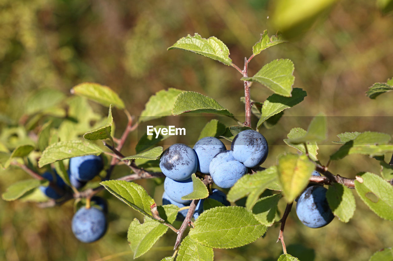 Close-up of berry fruits growing on plant