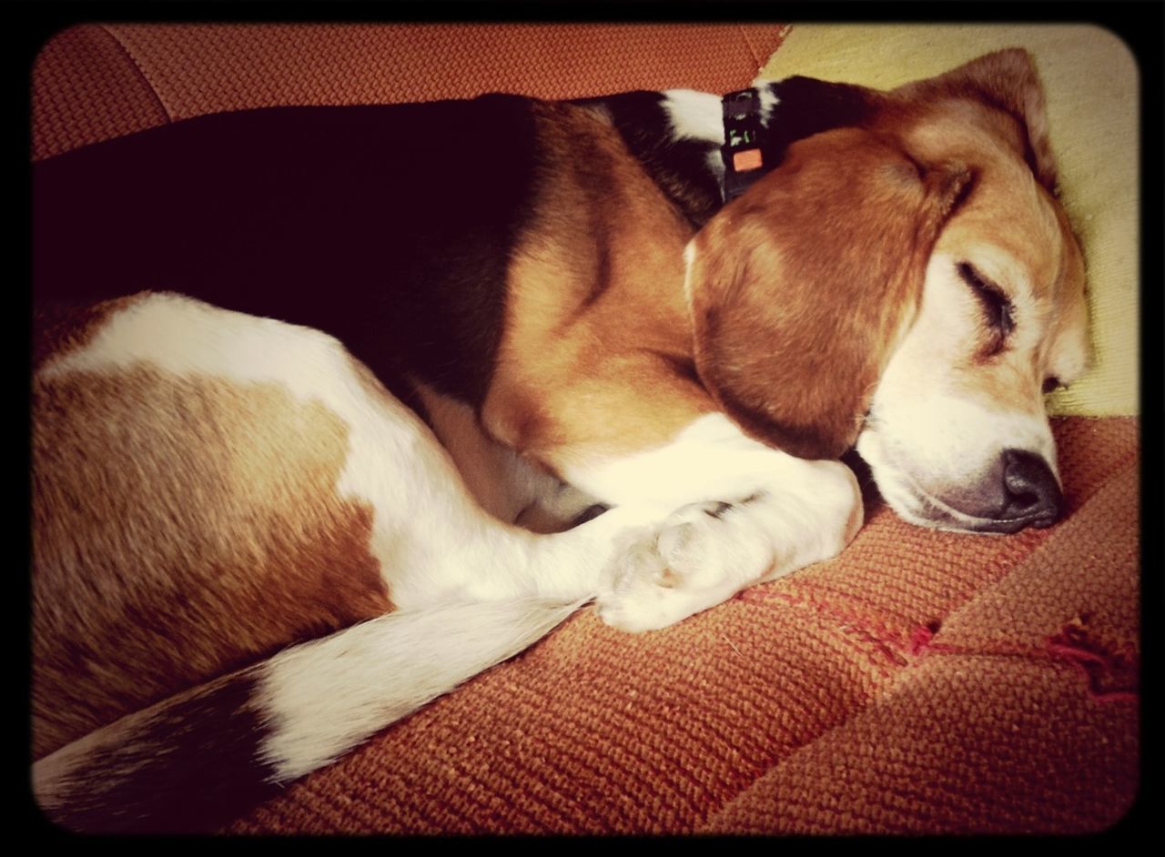 Close-up of dog sleeping on sofa