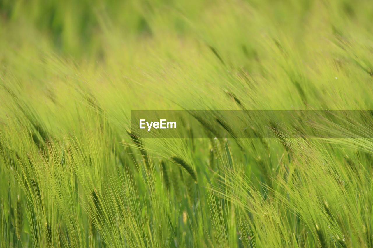 plant, agriculture, field, growth, cereal plant, crop, green, rural scene, landscape, nature, land, grassland, barley, backgrounds, beauty in nature, grass, farm, no people, food, environment, wheat, full frame, hordeum, close-up, rye, freshness, paddy field, outdoors, lawn, day, selective focus, tranquility, summer, meadow, food and drink, prairie, plant stem