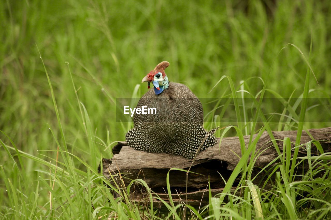 Guinea fowl resting on grassy field