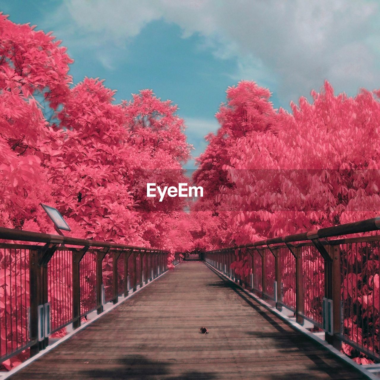 Walkway bridge by pink trees in park against sky