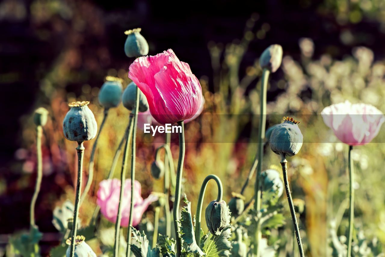 Close-up of flowers growing in field