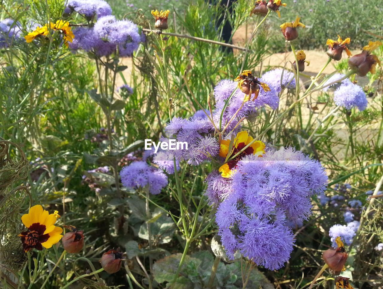 PURPLE FLOWERS BLOOMING IN GARDEN