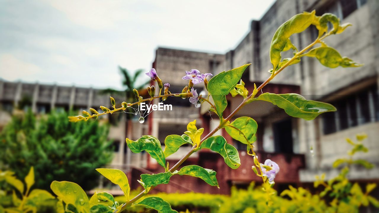 Close-up of plant against sky