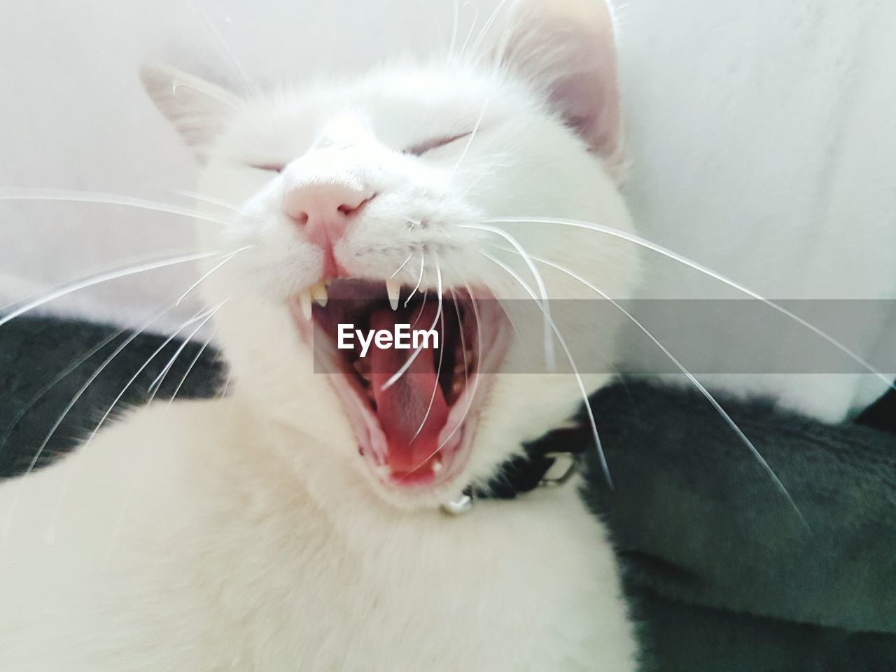 Close-up of cat yawning