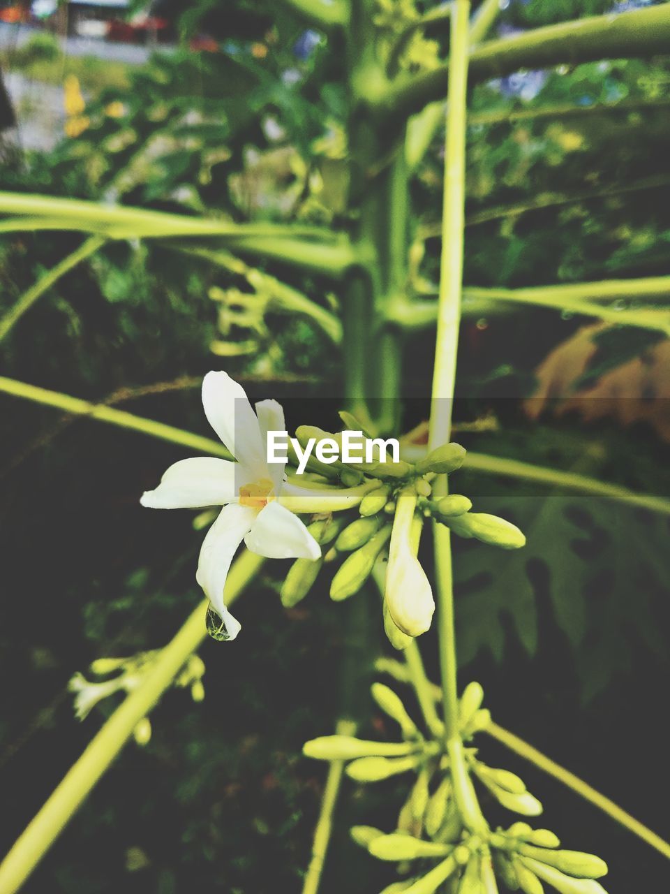 CLOSE-UP OF WHITE FLOWER PLANT