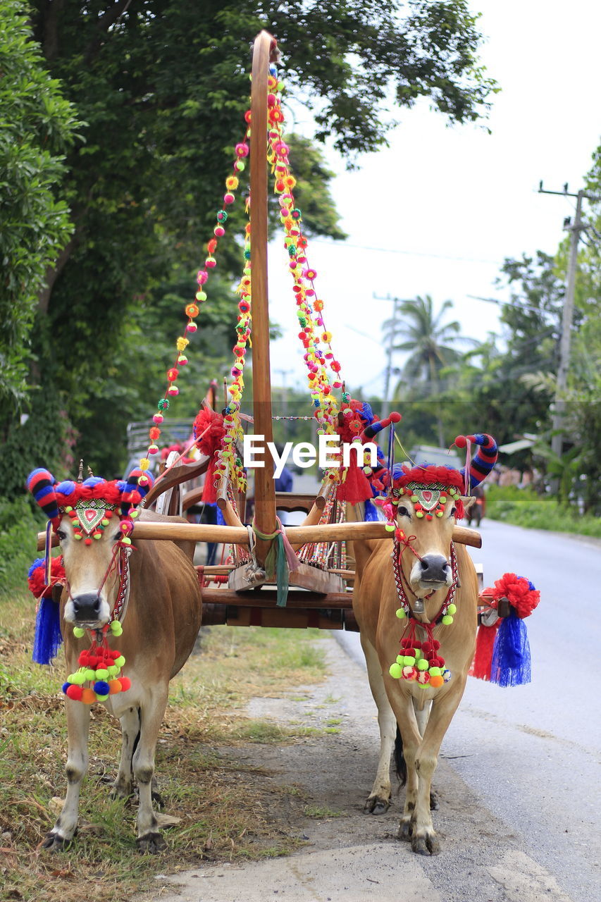 View of cow on road