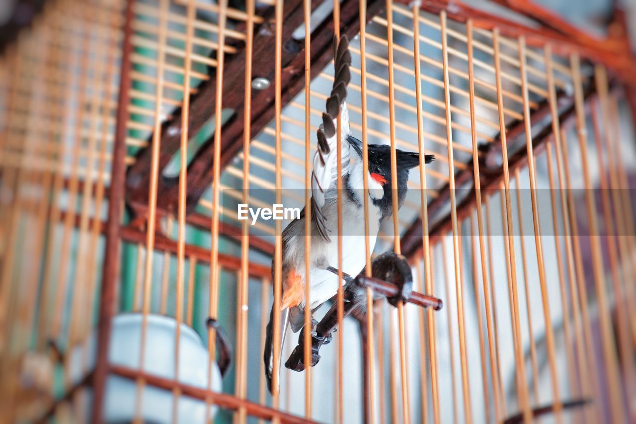 Close-up of bird in cage