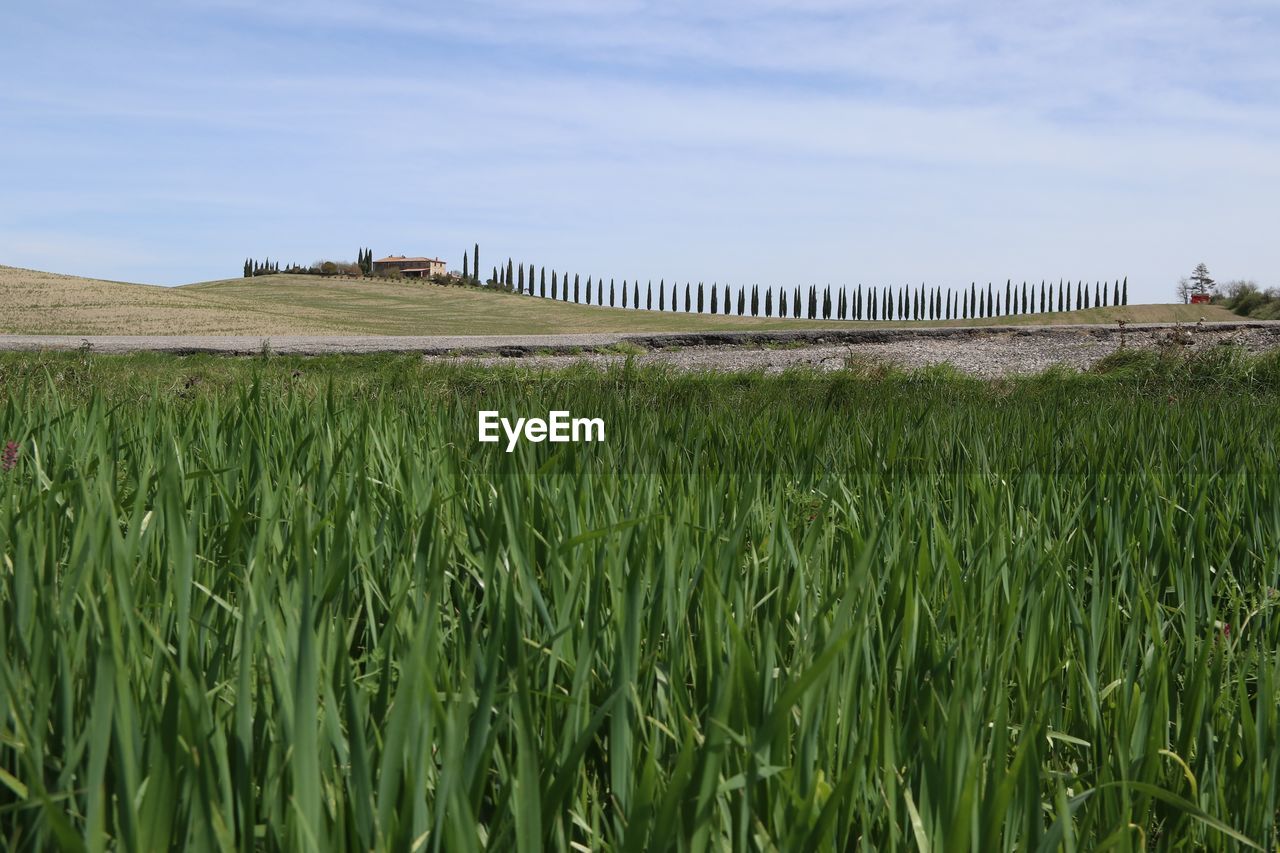 Scenic view of agricultural field against sky