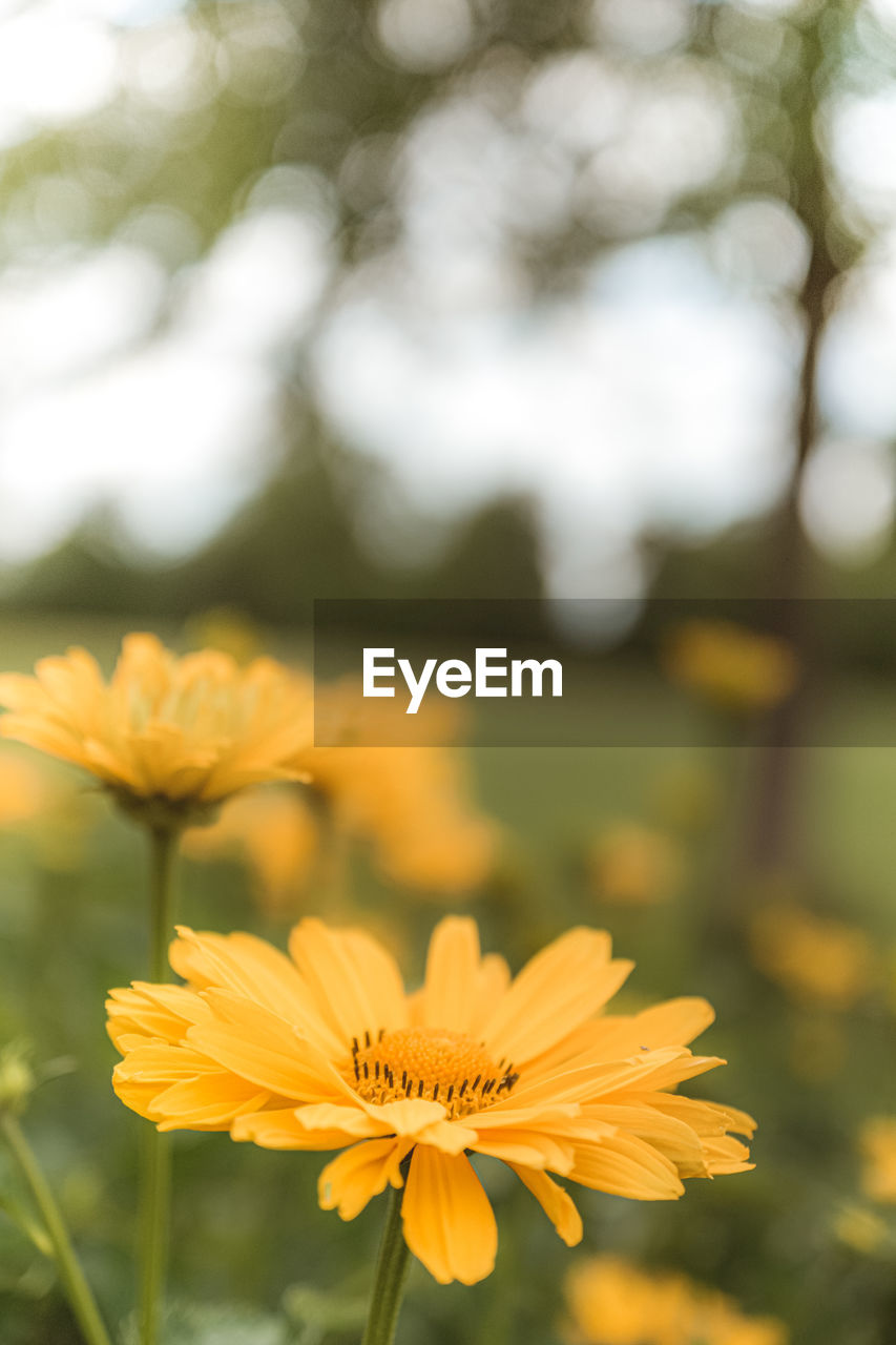 Close-up of yellow flowering plant on field