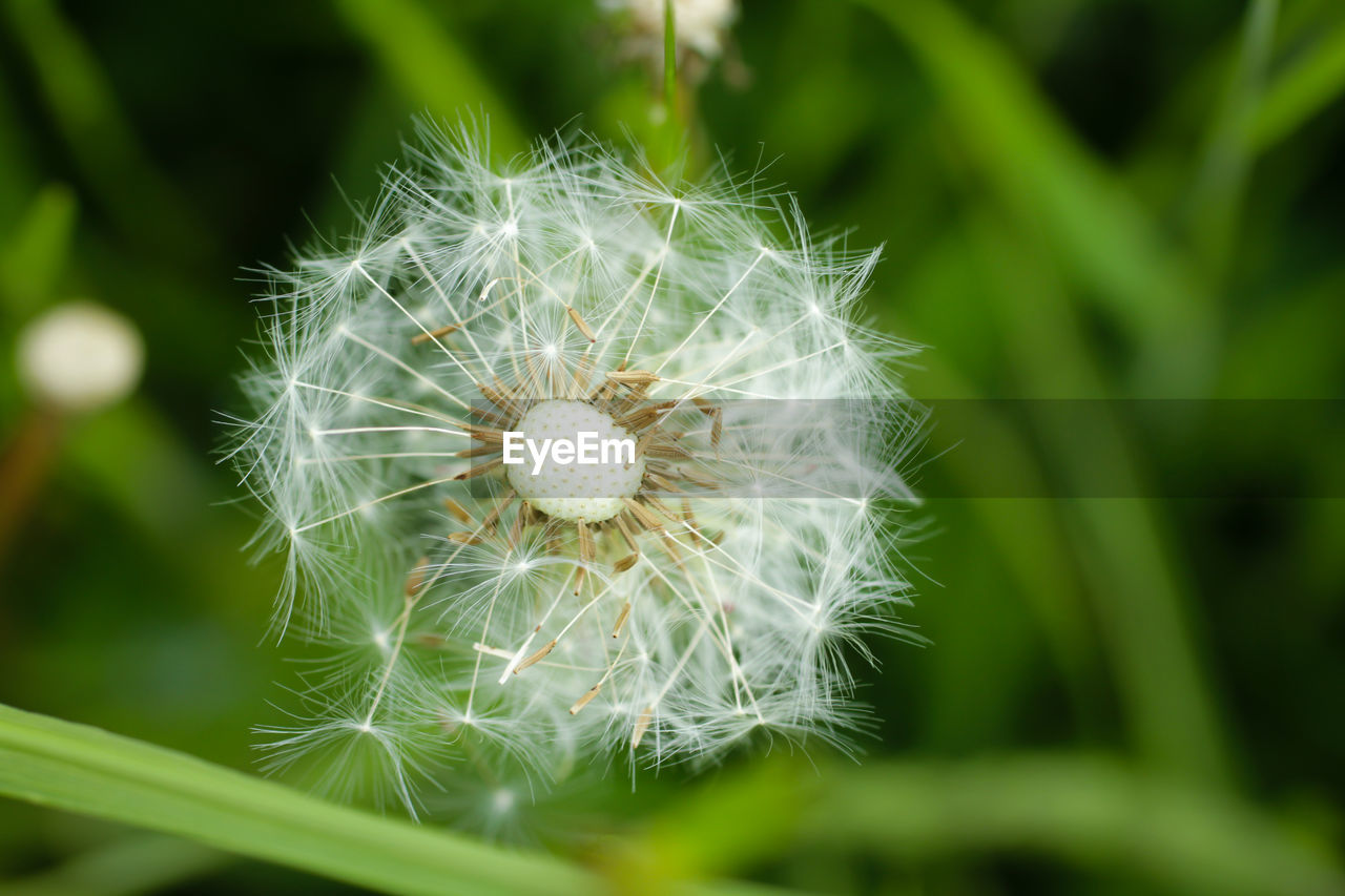 Close-up of dandelion