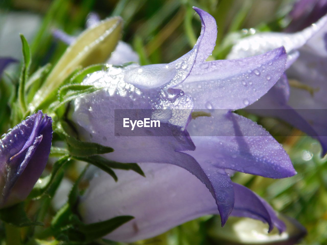 CLOSE-UP OF WATER DROPS ON PURPLE ROSE FLOWER