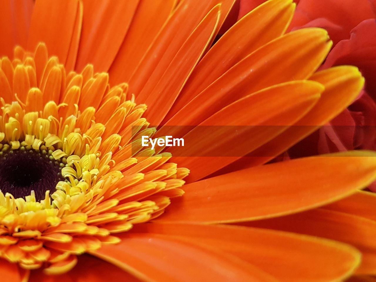 flower, flowering plant, petal, flower head, beauty in nature, plant, fragility, vulnerability, inflorescence, freshness, growth, orange color, close-up, pollen, no people, nature, yellow, full frame, botany, gazania