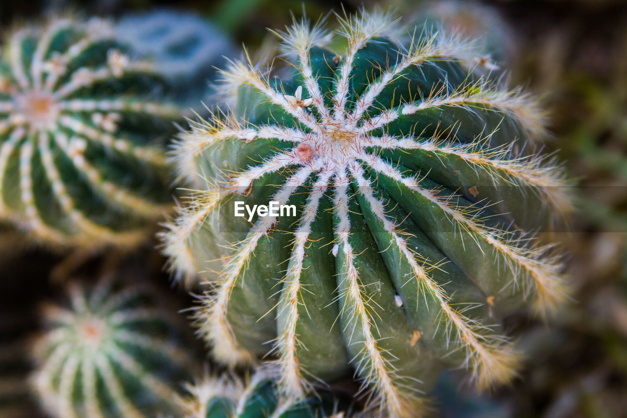 FULL FRAME SHOT OF PLANTS