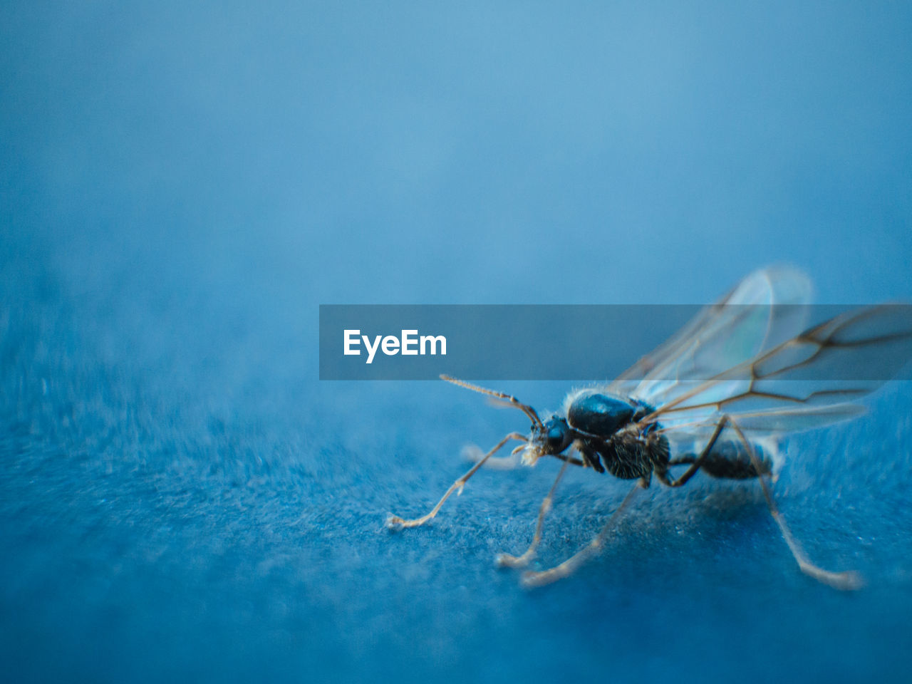 CLOSE-UP OF GRASSHOPPER