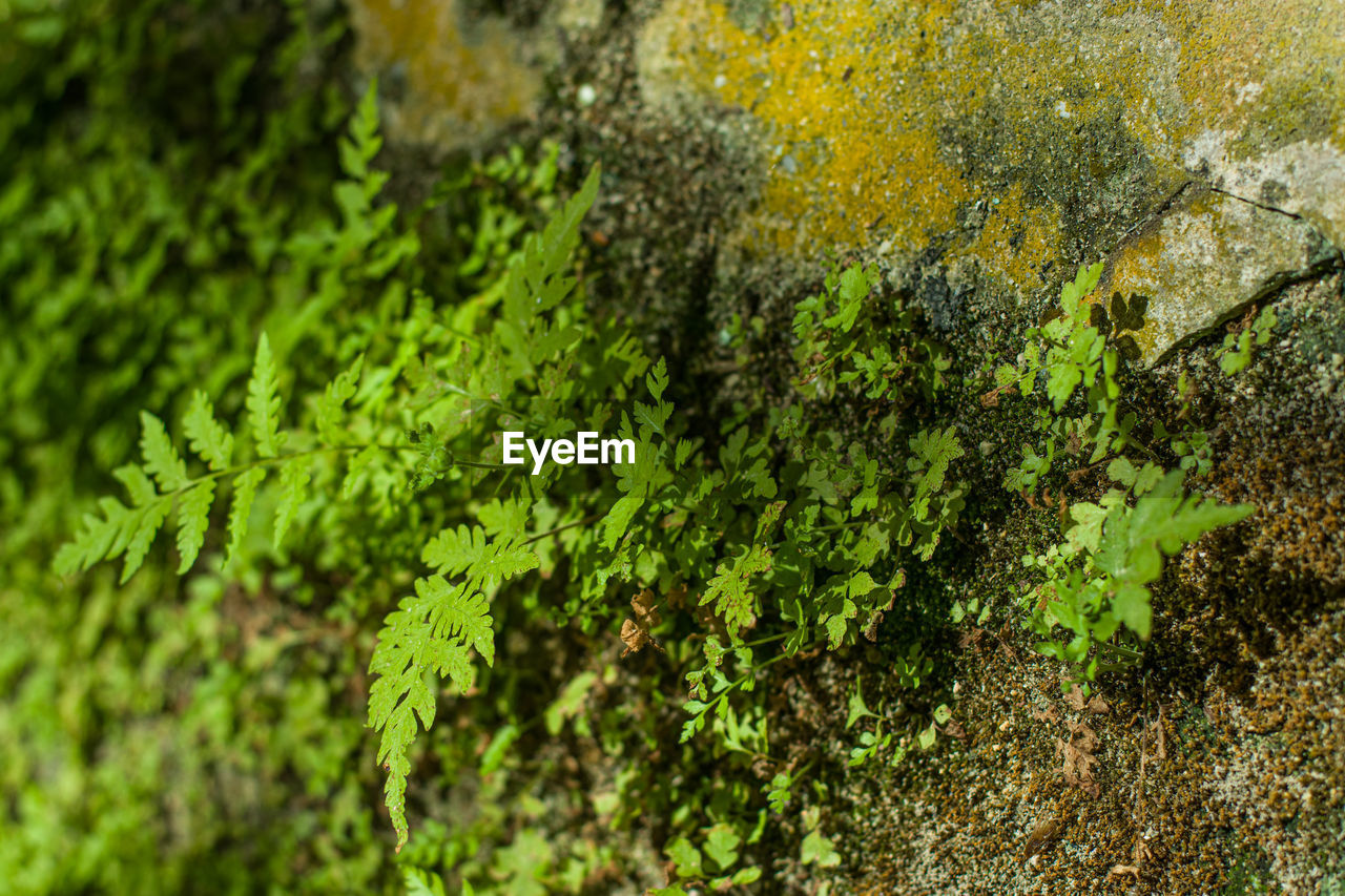 CLOSE-UP OF MOSS ON ROCK