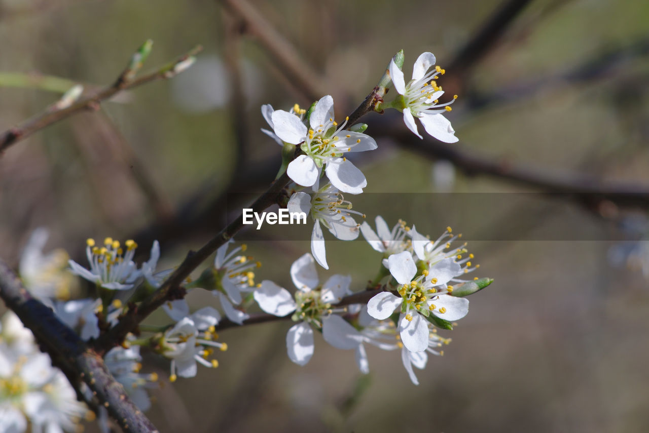 CLOSE-UP OF WHITE CHERRY BLOSSOMS IN SPRING