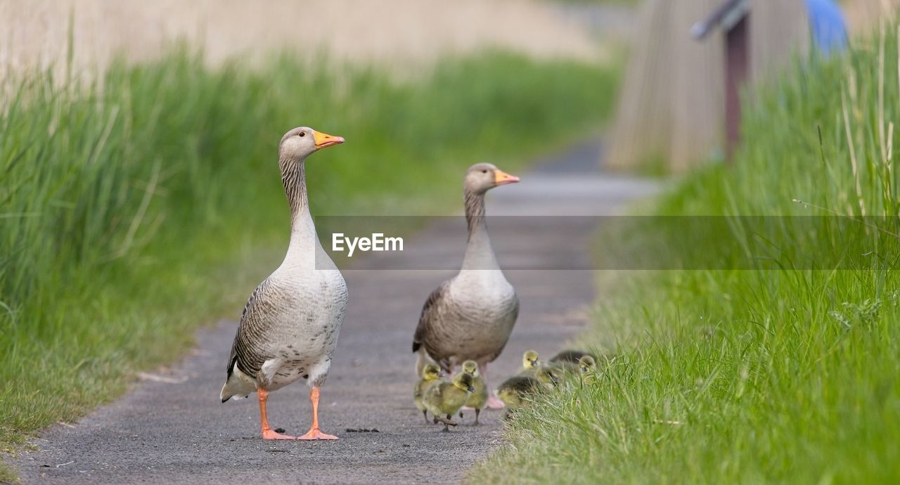 Close-up of greylag goose family bird walking on footpath in field