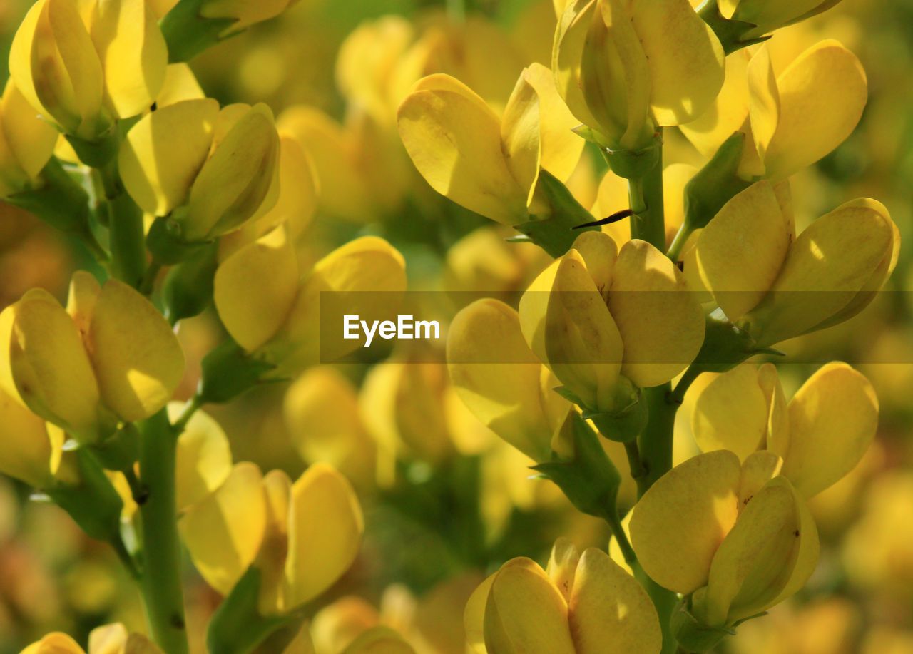 Close-up of yellow flowering plant