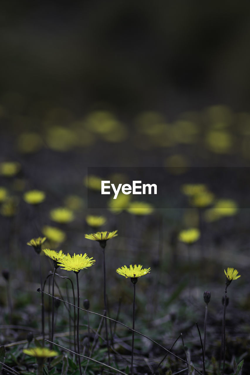 Close-up of yellow flowering plant on field