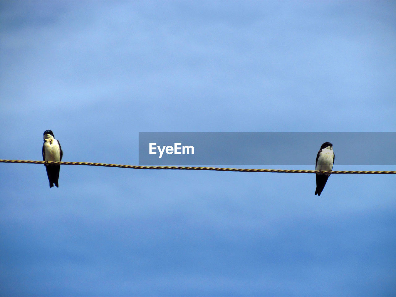 Low angle view of birds perching on cable against blue sky on sunny day