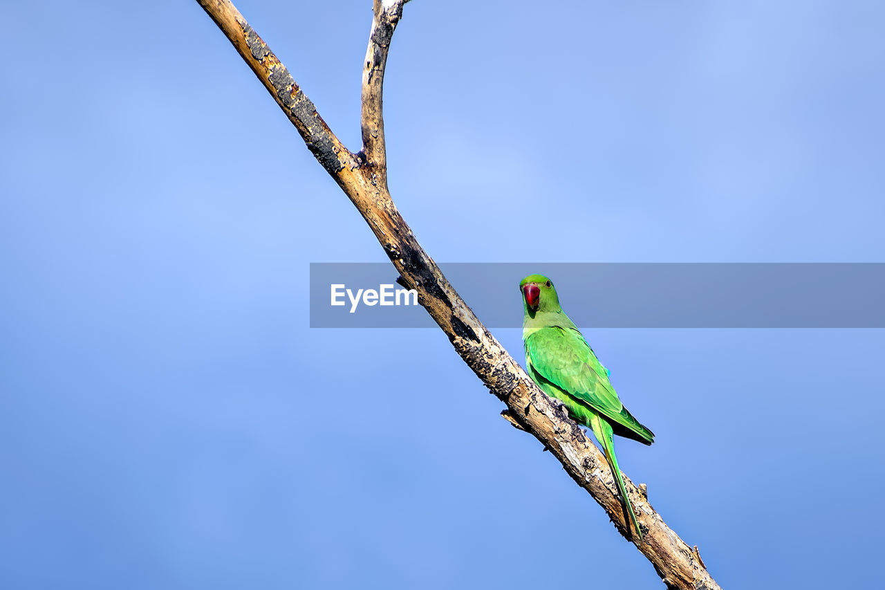 Indian ring-necked parakeet parrot on dry tree branch with  blue sky background.