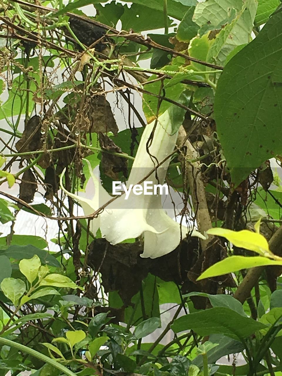 LOW ANGLE VIEW OF FLOWER TREE AGAINST SKY