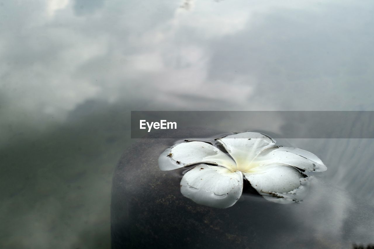 Close-up of white flowering plant