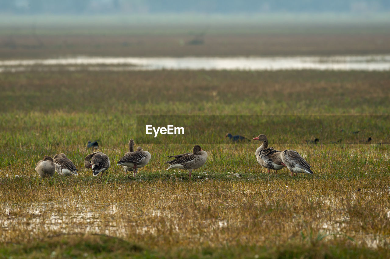 FLOCK OF BIRDS IN FIELD