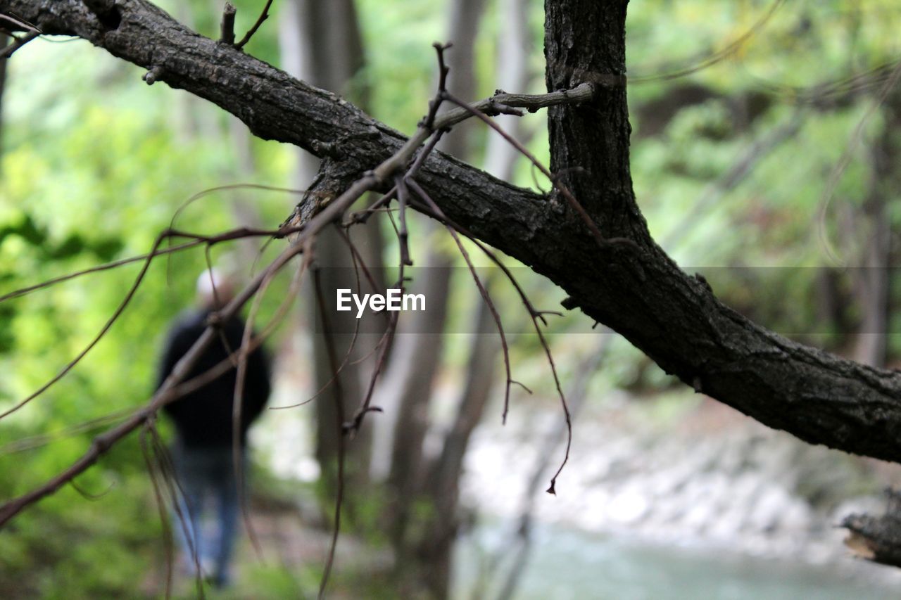 CLOSE-UP OF LIZARD ON TREE