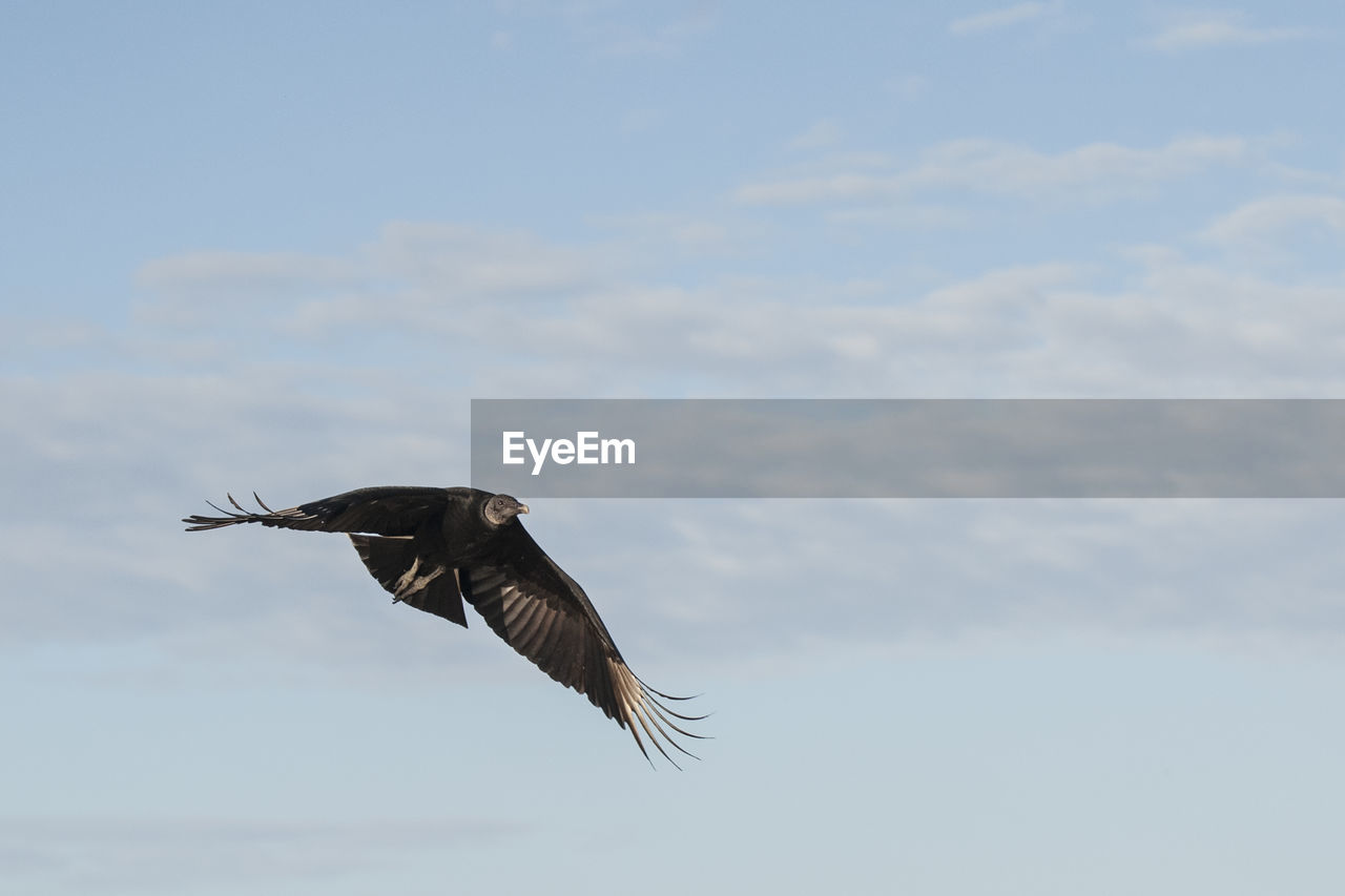 Low angle view of eagle flying in sky