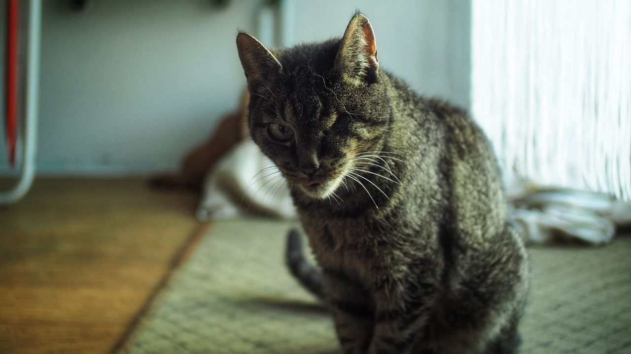 Close-up of cat looking at home