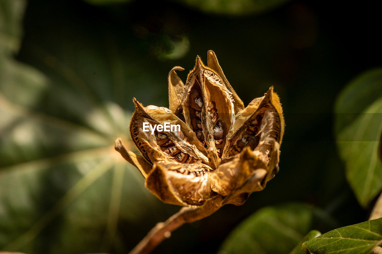 nature, leaf, plant part, macro photography, flower, plant, close-up, beauty in nature, no people, yellow, outdoors, insect, growth, flowering plant, focus on foreground, animal wildlife, butterfly, tree, day, animal, animal themes, green