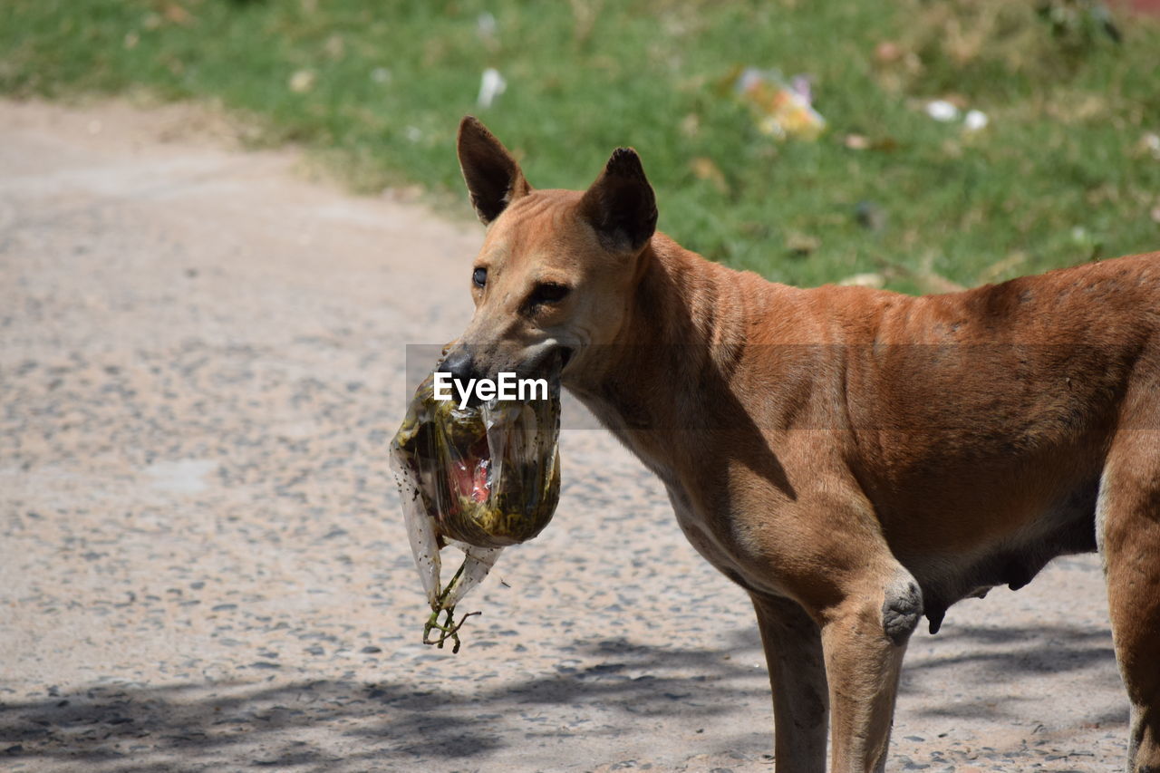 Dog holding plastic bag in mouth