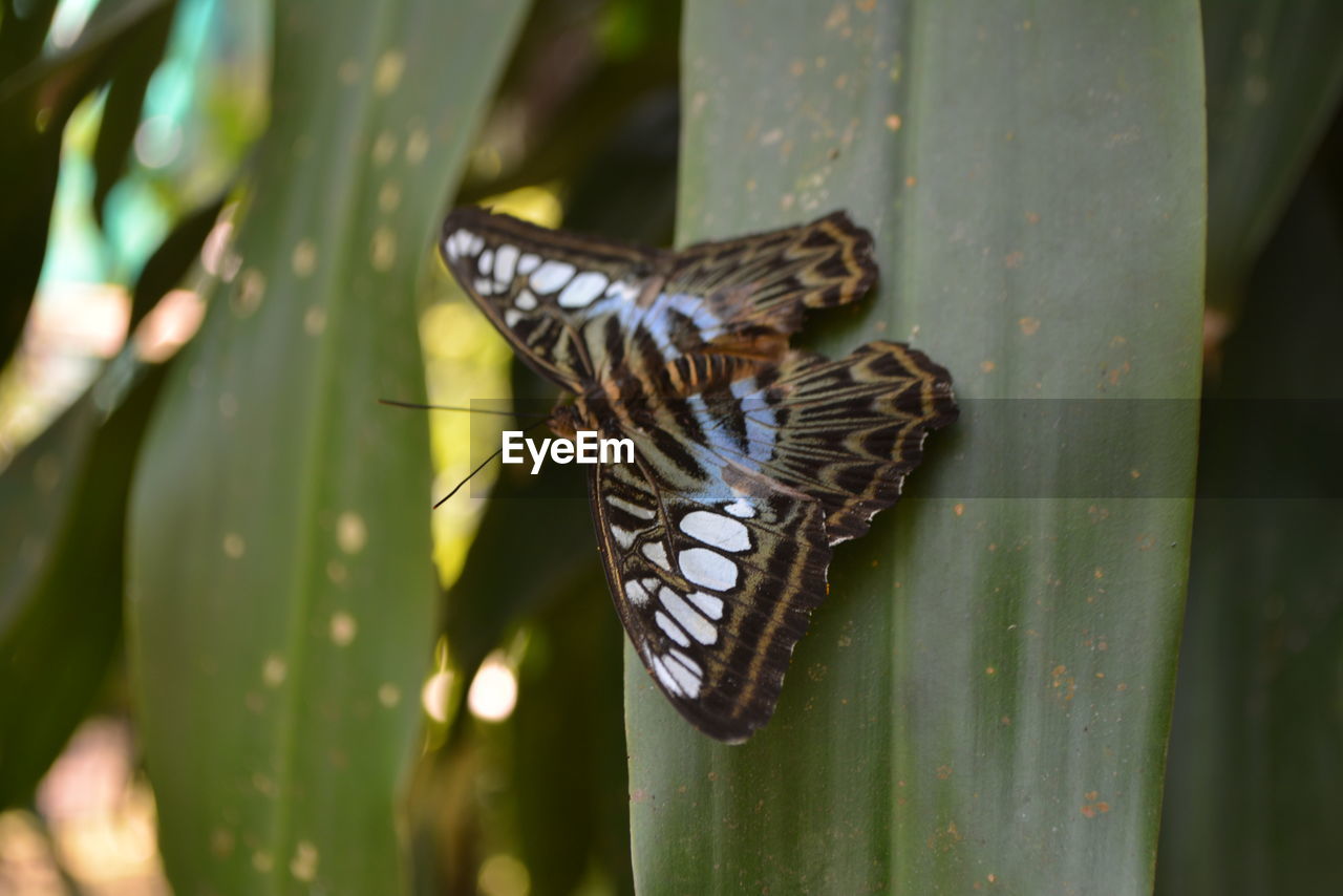 BUTTERFLY ON A LEAF