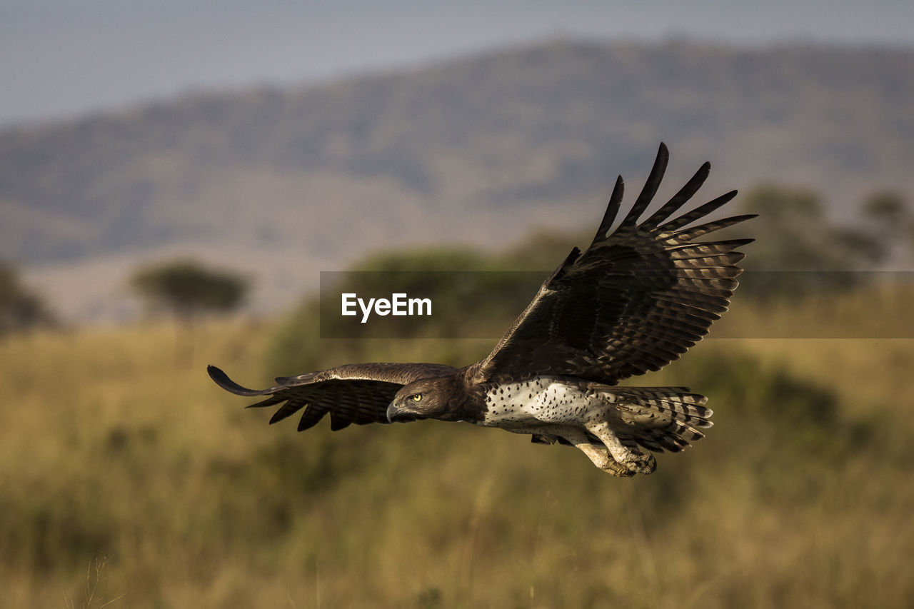 BIRD FLYING OVER A BLURRED MOTION OF A BIRDS