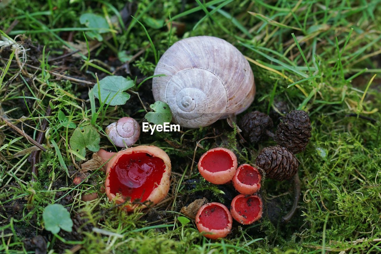 Close-up of snail on grassy field mushroom 