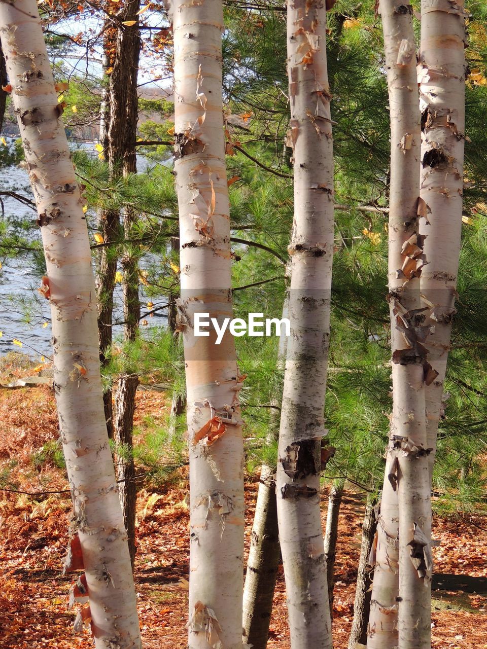 VIEW OF TREES IN FOREST