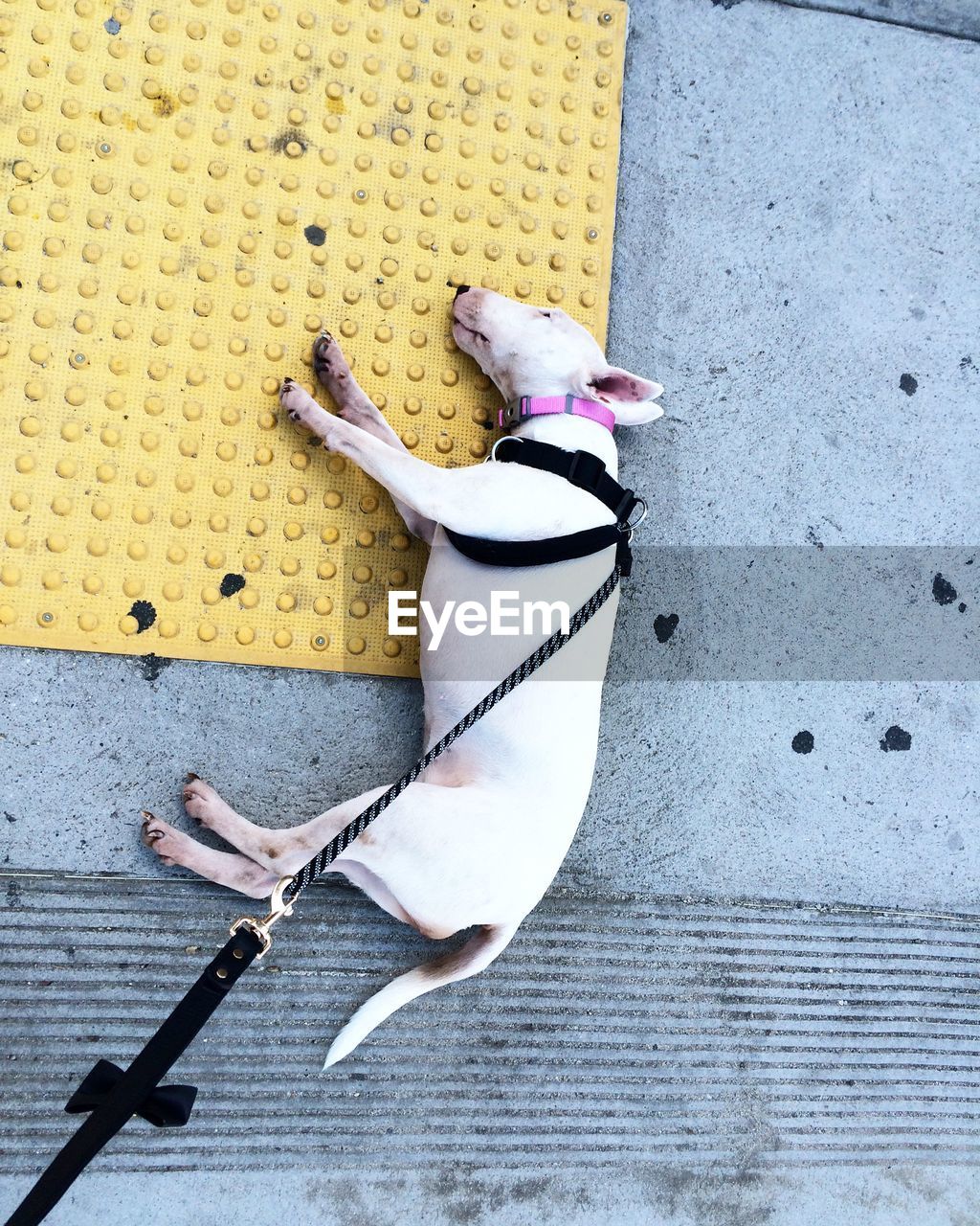 High angle view of bull terrier relaxing on footpath
